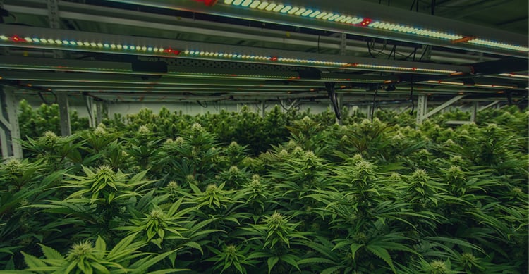 Commercial-Grow-Racks-Blog-Header