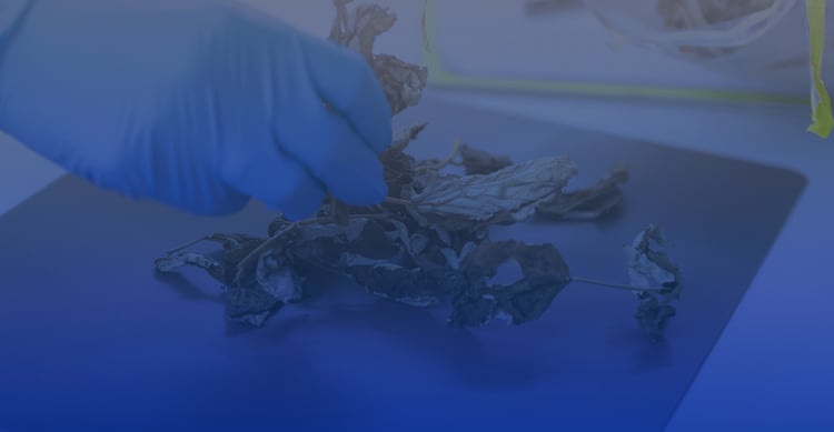 Herbarium-Cabinets-Blog-Header